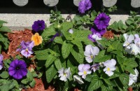 Sidewalk Planters