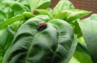 lady bug