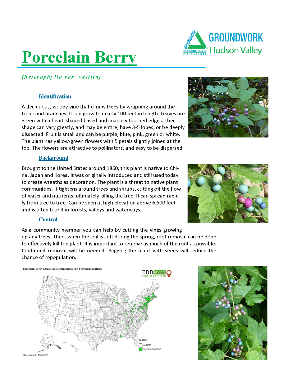 Invasive Plants ID_yes (2)_Page_02