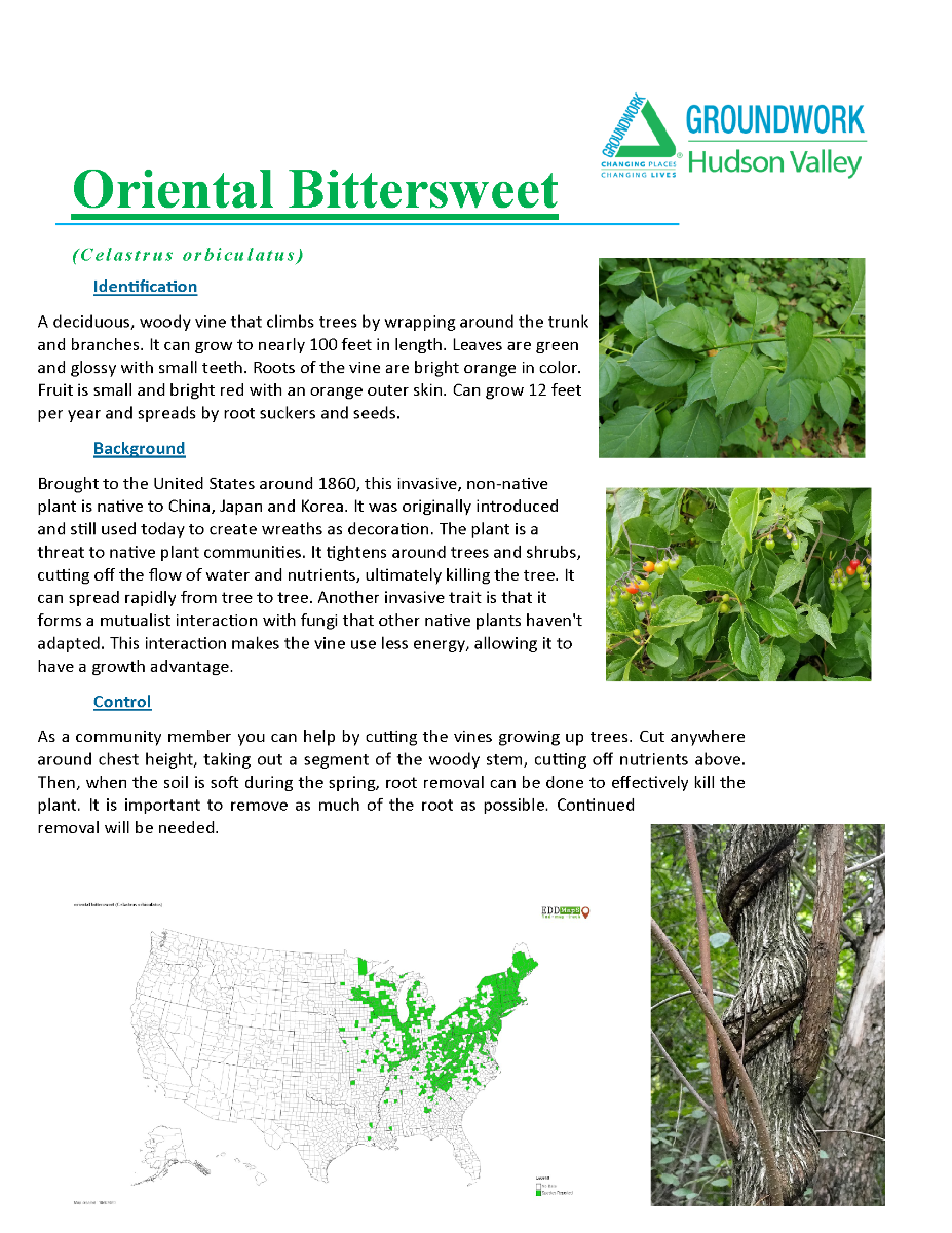 Invasive Plants ID_yes (2)_Page_03