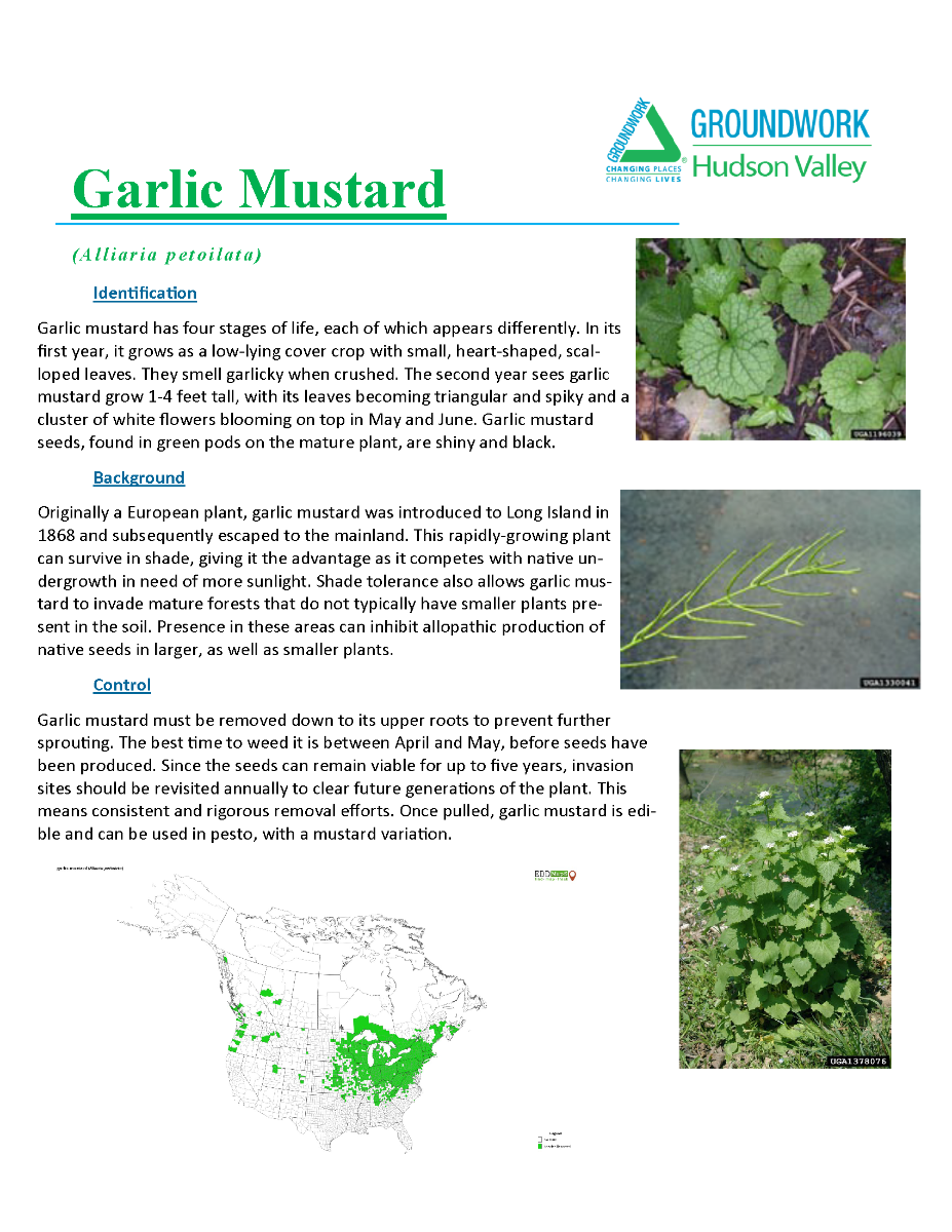 Invasive Plants ID_yes (2)_Page_04