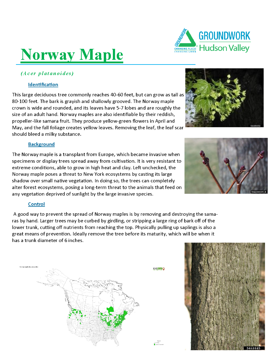 Invasive Plants ID_yes (2)_Page_05