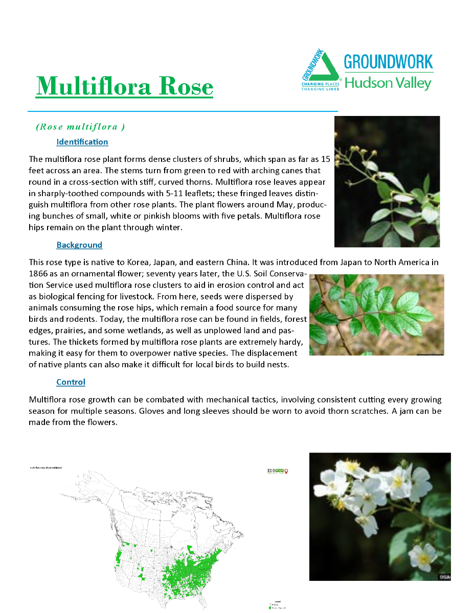 Invasive Plants ID_yes (2)_Page_07