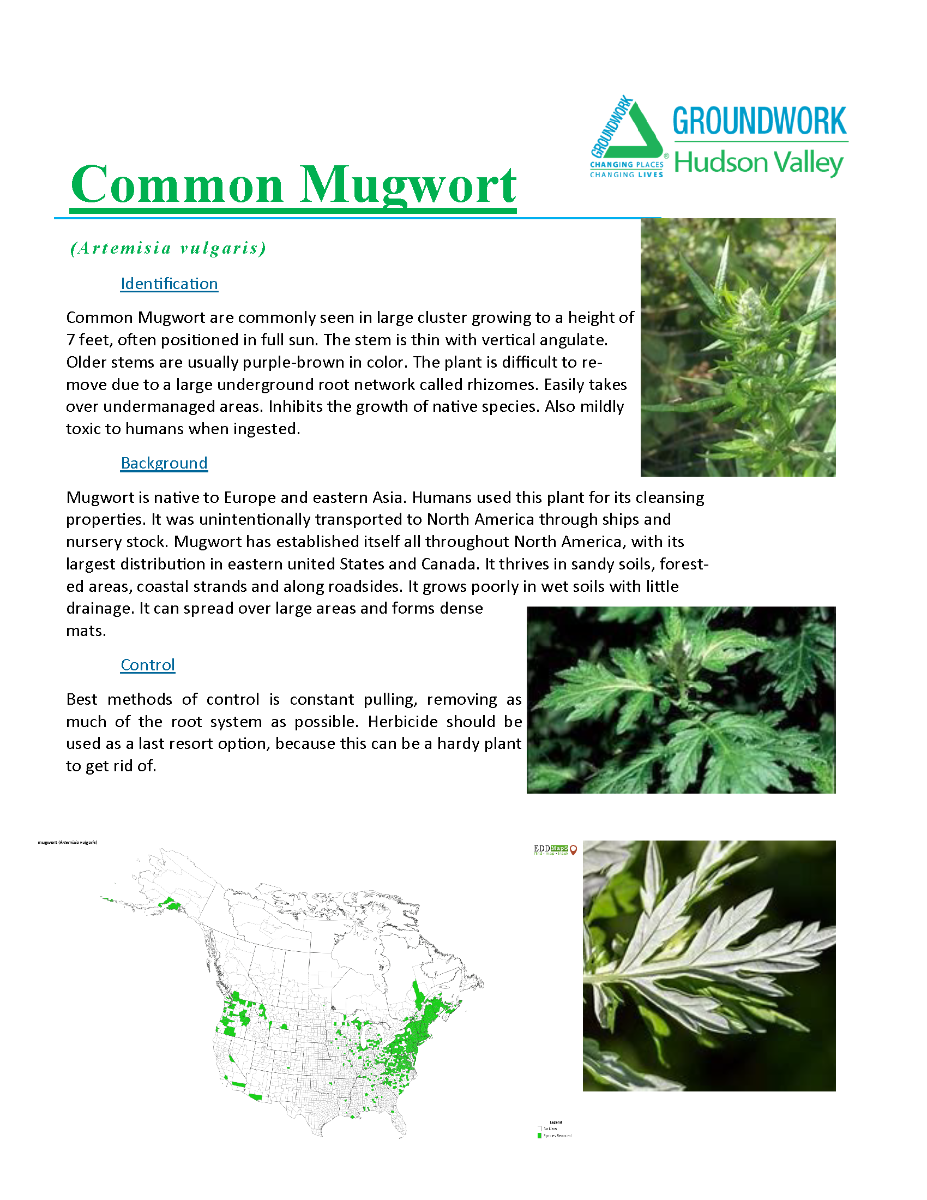 Invasive Plants ID_yes (2)_Page_08