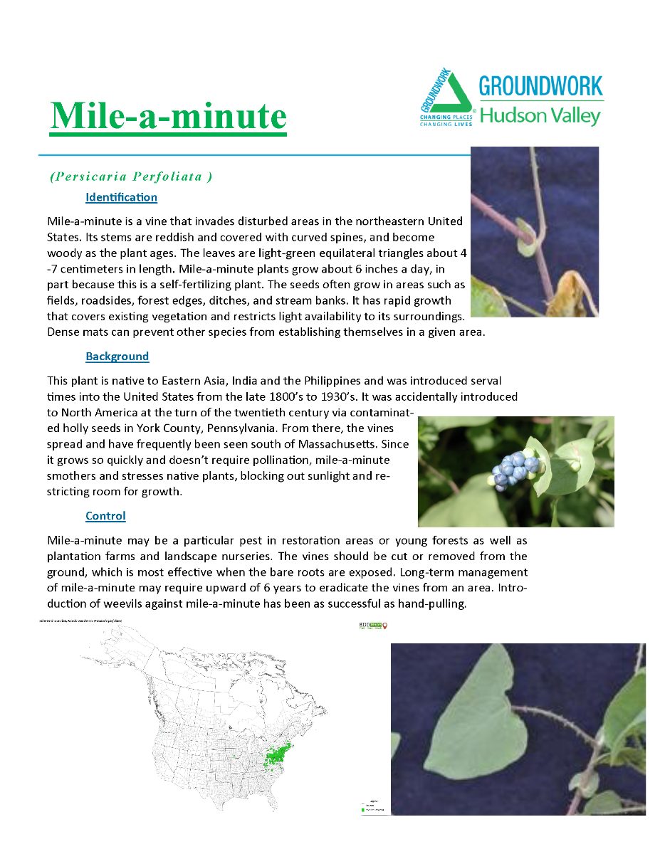 Invasive Plants ID_yes (2)_Page_09