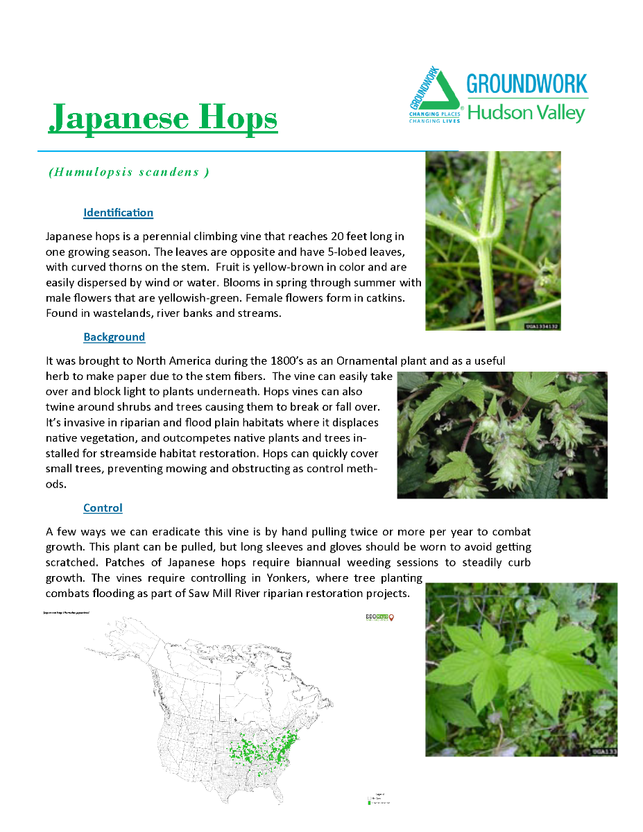 Invasive Plants ID_yes (2)_Page_10