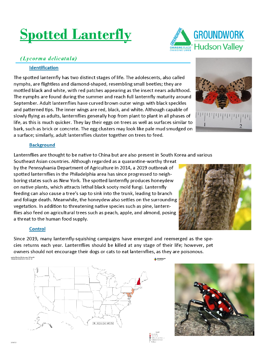 Invasive Plants ID_yes (2)_Page_12