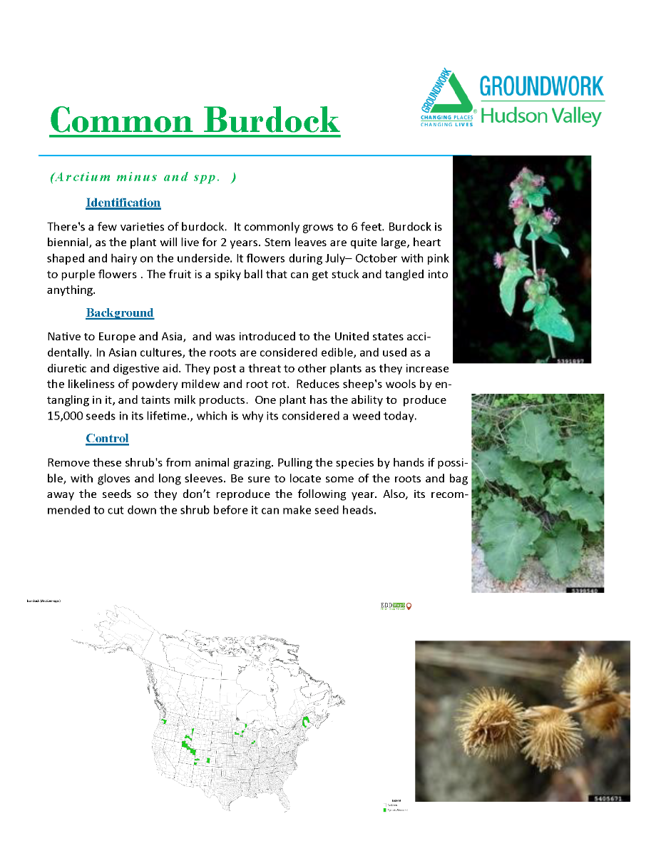 Invasive Plants ID_yes (2)_Page_16
